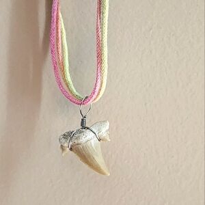 Real shark tooth on necklace